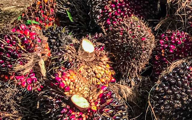 Gets Better Rp 326/Kg, FFB Price in East Aceh in the Fifth Week of August 2022