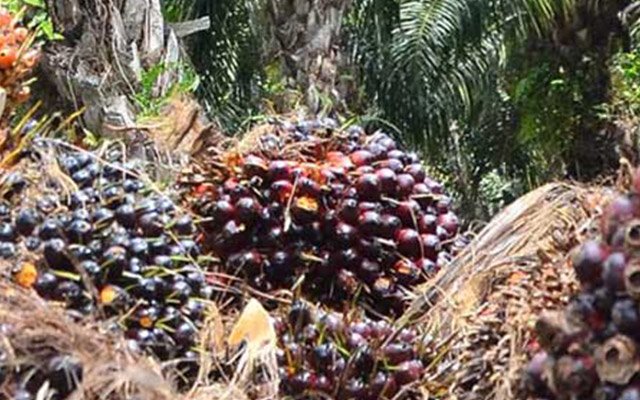 Gets Cheaper Rp 15,60/Kg, FFB in Jambi on 16 - 22 September 2022