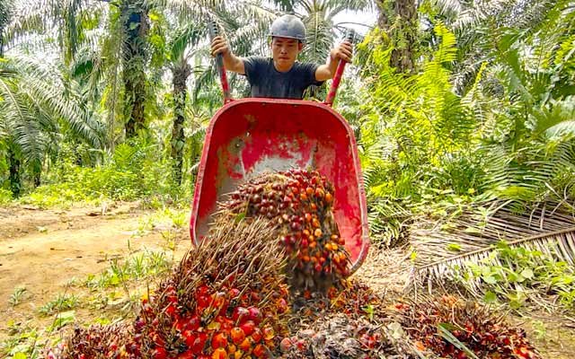 Increase Smallholders’ FFB Price by The Extension of Zero Export Levy