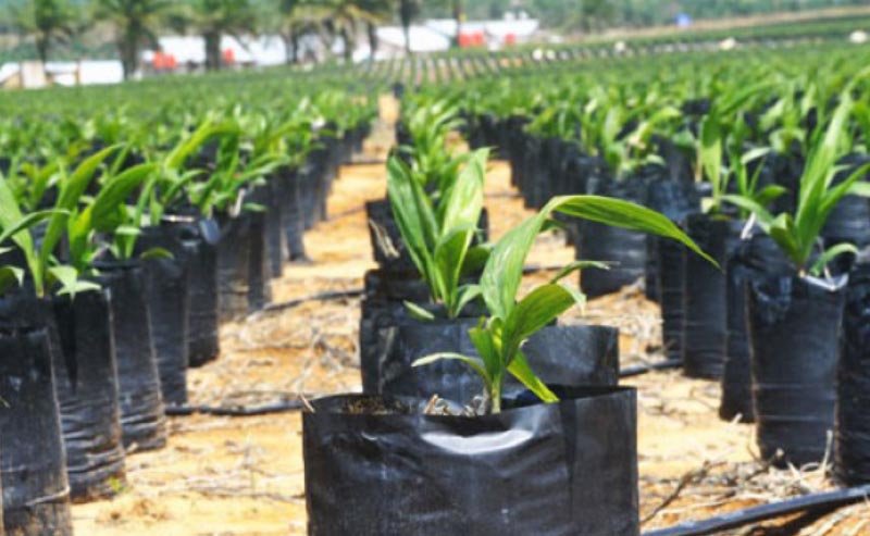 Ministry of Agriculture Suggests DNA Testing of Oil Palm Seeds in the Community