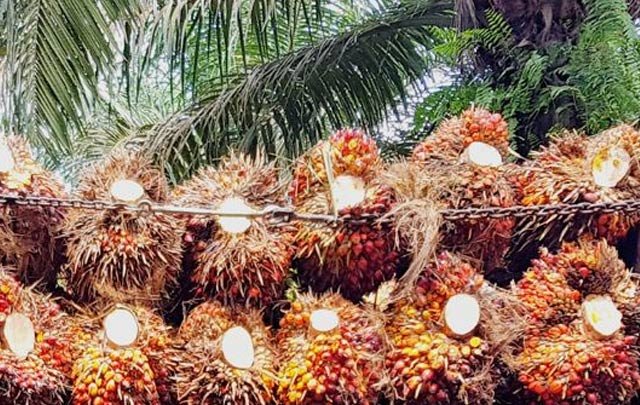 Slightly Gets Better, FFB Price in Jambi on 23 - 29 September 2022