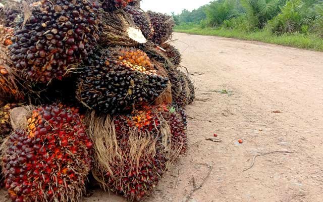 The Fifth Week of August 2022 FFB Price in West Aceh Gets Better Rp 327/Kg