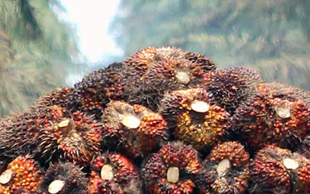 The Most Expensive is Rp 2.200,11/Kg, FFB Price in Central Kalimantan in September 2022